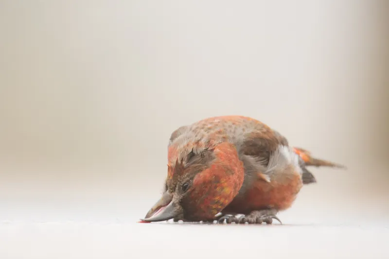 Crossbill, Black Hills, South Dakota. 2019.
